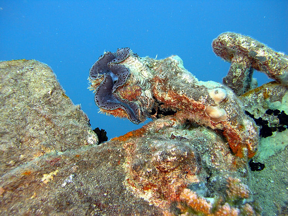 Wreck of S/S Thistlegorm