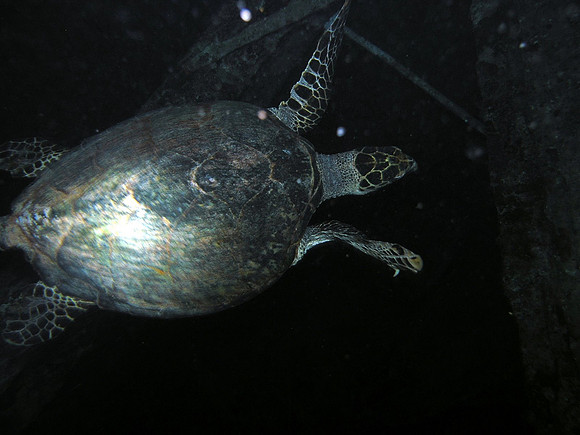 Wreck of S/S Thistlegorm. a turtle living in the no 2 hold