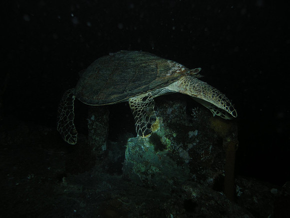 Wreck of S/S Thistlegorm
