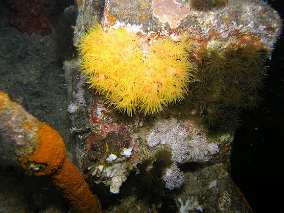 Wreck of S/S Thistlegorm