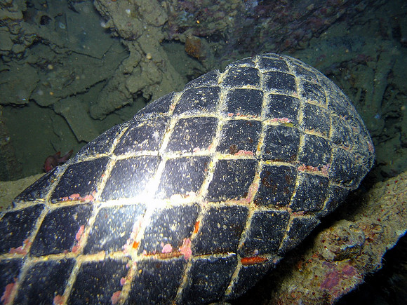 Thistlegorm, a tire for a truck