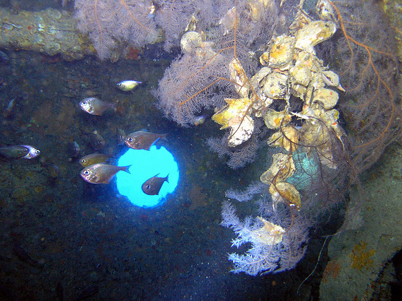 Thistlegorm, roof of the kitchen