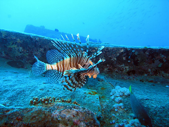 Thistlegorm, a lionfish on the deck