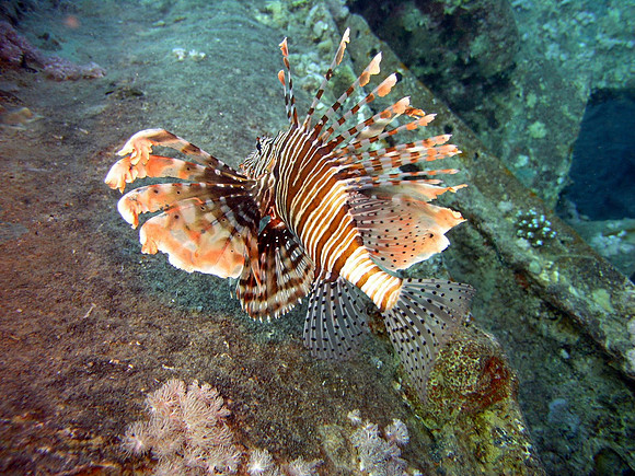 Thistlegorm