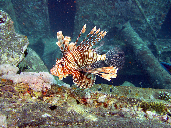 Thistlegorm