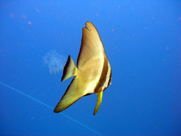 batfish at Thistlegorm