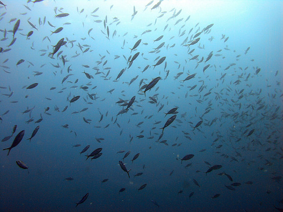 Thistlegorm, a look toward the surface