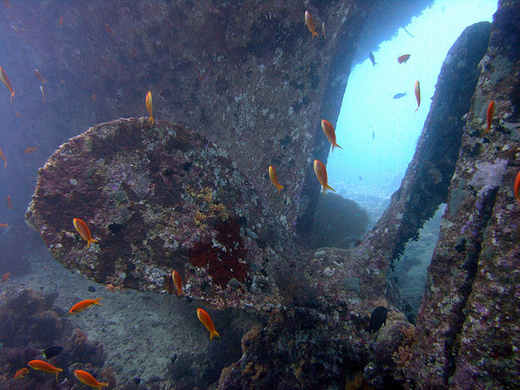 Propeller and rudder of Kingston wreck at Shag Rock reef