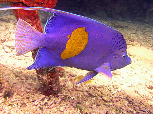 Arabian angelfish (Pomachantus maculosus) at Kingston wreck