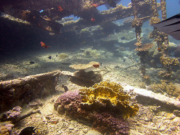 Kingston wreck at Shag Rock reef