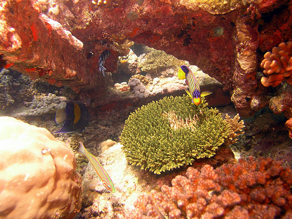 Kingston wreck at Shag Rock reef