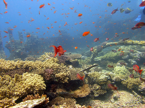 Kingston wreck at Shag Rock reef