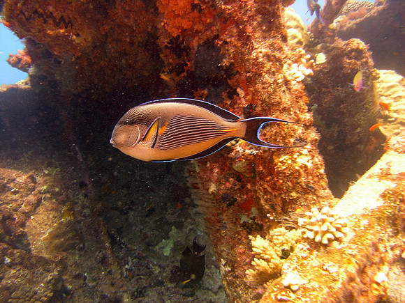 Kingston wreck at Shag Rock reef, a Sohal Surgeonfish (Acanthurus Sohal)