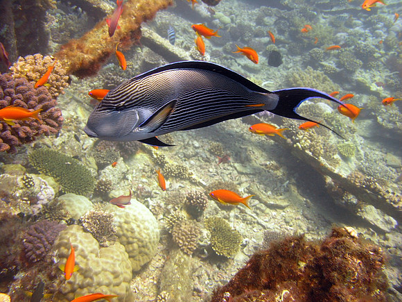 Sohal Surgeonfish (Acanthurus Sohal), and lots of red antihias fishes