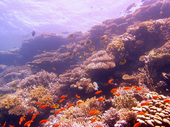 Shag rock reef, strong current, big waves