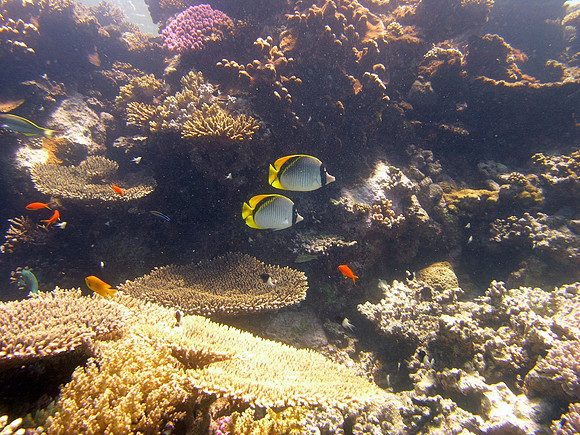 A pair of lined butterflyfish (chaetodon linolaetus)