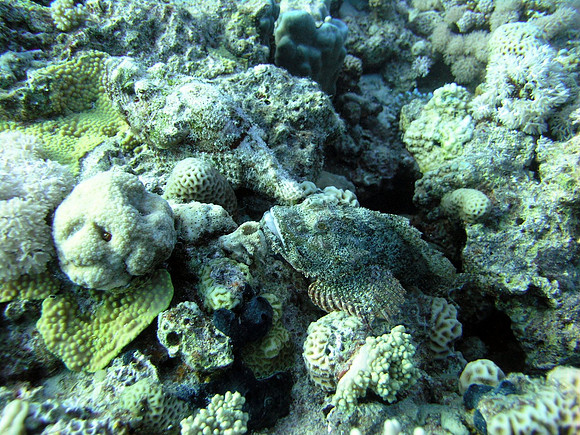 Scorpionfish, can you spot both of them?