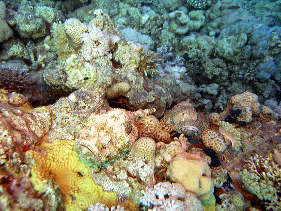 A pair of Scorpionfish, the other one is a devil scorpionfish, the other is the "ordinary"