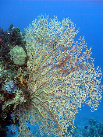 Hickson's Giant Seafan (Subergorgia hicksoni)