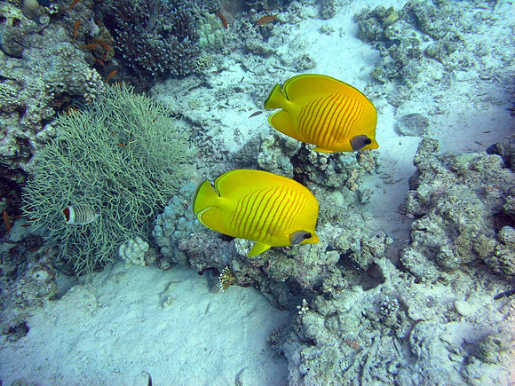 Siyul Kebir, a pair of yellow masked butterflyfishes (Chaetodon semilarvatus)