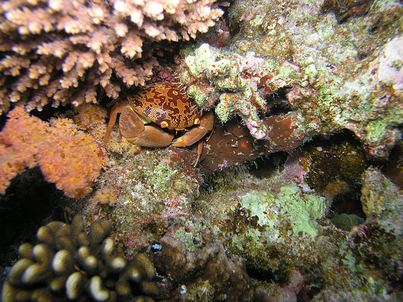 Splenid coral crab (Etisus splendidus), at Gota Shaab El Erg