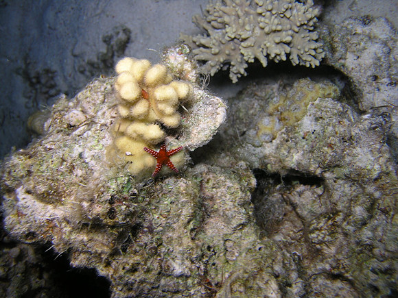 tiny starfish, Gota Shaab El Erg