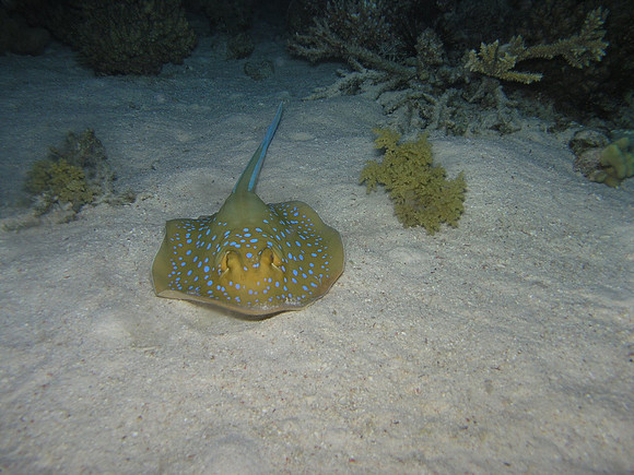 Night dive at Gota Shaab El Erg, a blue spotted ray