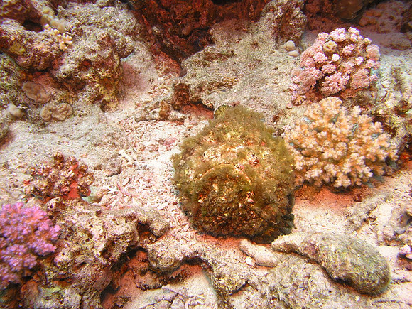 An ugly stonefish, which is covered with green grass and really looks like a stone.
