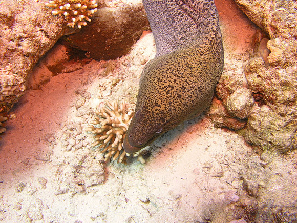 Moray Eel at Umm Gamar