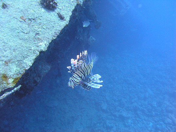 "Miniya" wreck, lion fish on top of the wreckage
