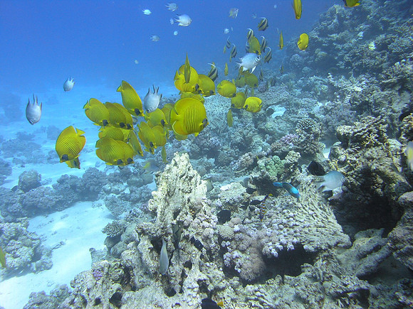 a flock of butterflyfishes, Poseidon Reef