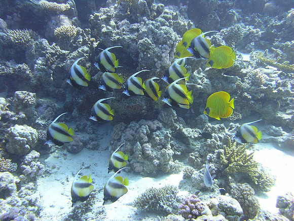 a flock of Red Sea Bannerfishes, Poseidon Reef