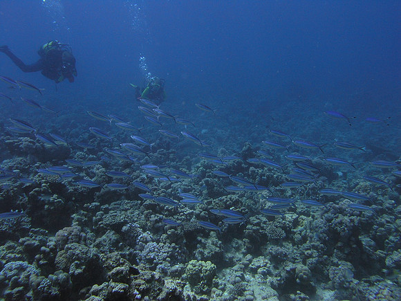 a school of striated fusiliers (Caesio Striata), Poseidon Reef