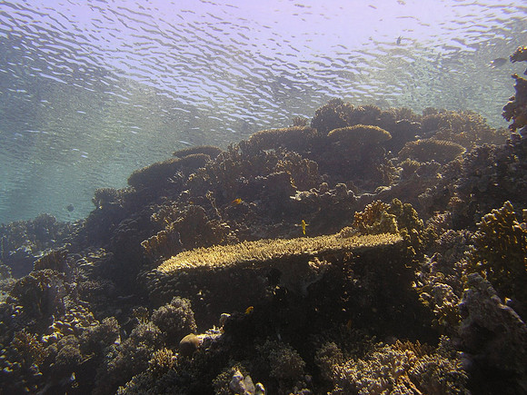 Poseidon Reef, somewhat calm surface seen from 6 m below