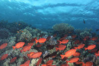 2015-04-11 Sat, UW reefs