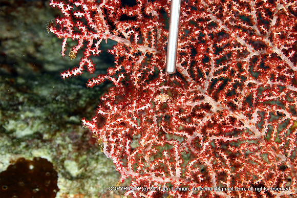 Pygmy Seahorse on the fan coral, size about 1 millimeter.