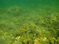 2018-07-07D Sundskär south shore