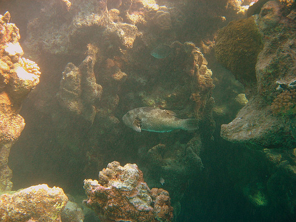 Porcupinefish (Diondon hystrics)