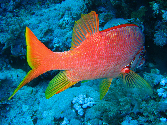 Humpback snapper at 25 meters