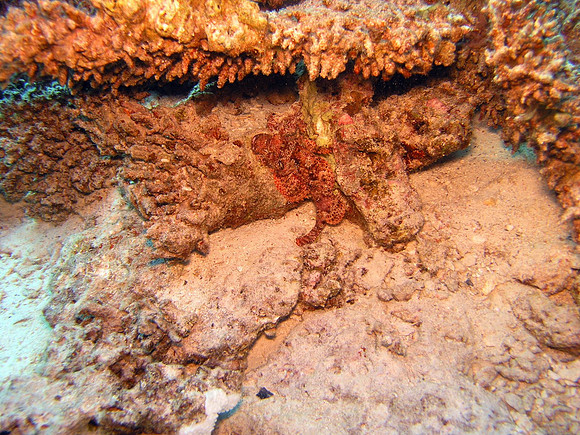 Scorpionfish, poisonous