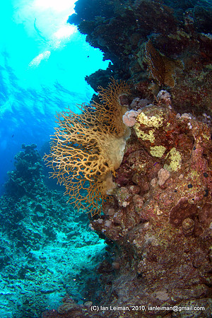 fire coral