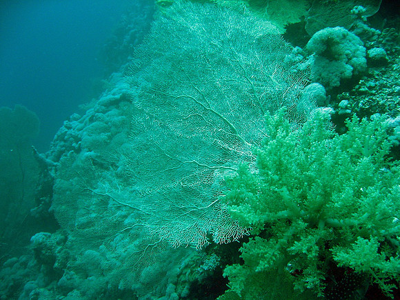 Giant Gorgonian Sea Fans (Annella Mollis) at Small Bother SW-drop at 30 meters, behind some Litophyton arboreum