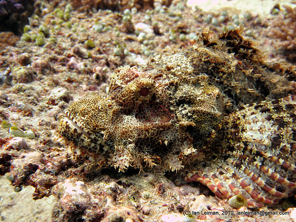 scoprionfish