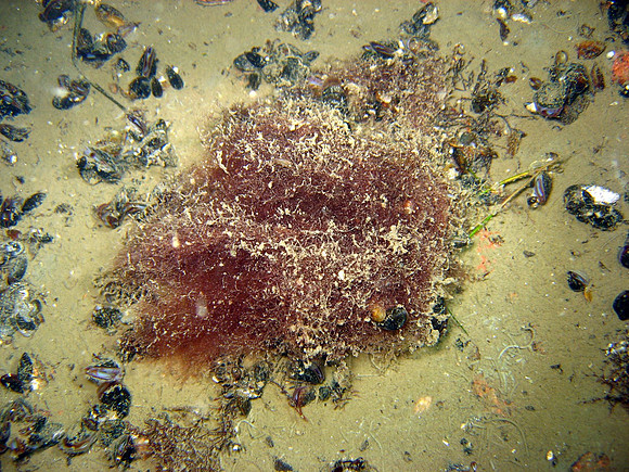 from Southwest archipelago of Finland.
