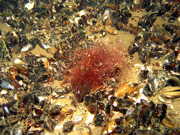 from Southwest archipelago of Finland.