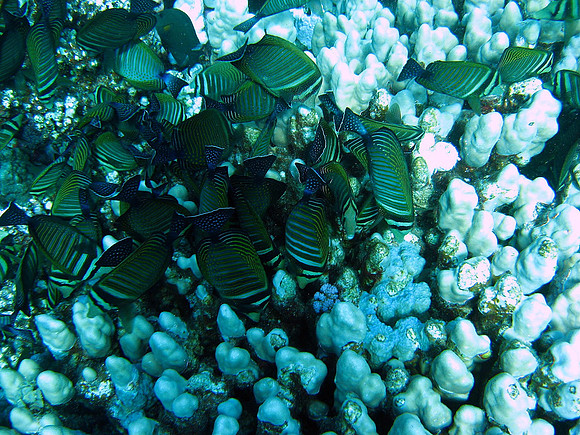 A school of Red Sea Desjardin's Sailfin Tangs (Zebrasoma desjardinii)at Abu Dabab