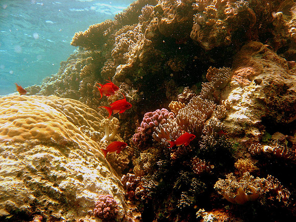 a school of male Scalefin or Lyretail Anthias (Pseudanthias squamipinnis) at Small Brother south-side near surface