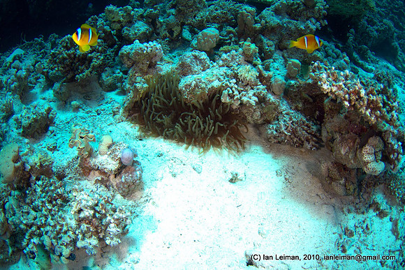 more anemonies