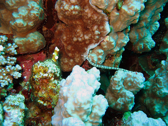 really small creature, Network pipefish (Corythichthys flavofasciatus)