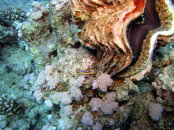 Nudibranch, next to a giant clam